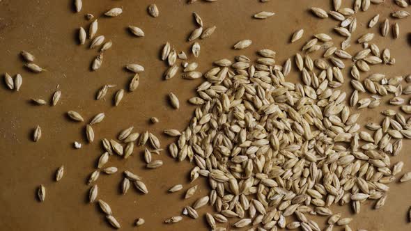 Rotating shot of barley and other beer brewing ingredients - BEER BREWING