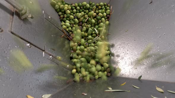 Olive oil production process,olives in crusher-making olive oil