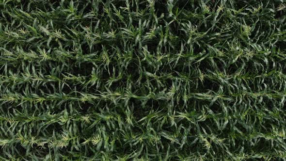 Aerial View of a Green Corn Field. The Camera Flies Sideways Over the Cornfield