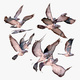 Pigeon Bird Poses and Rigged Set M1 - 3DOcean Item for Sale