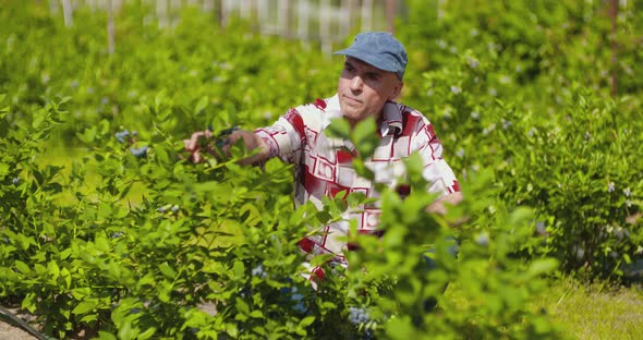 Confident Male Farm Researcher Examining and Tasting Blueberry on Field