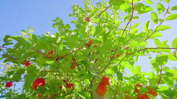 Lush Branches with Ripe Apples Spread Around Wooden Pole