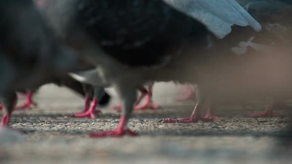 Pigeon Flock On Asphalt