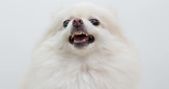 White Pomeranian dog feel angry