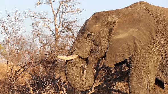Elephant eating dry grass in the wild during winter in Africa