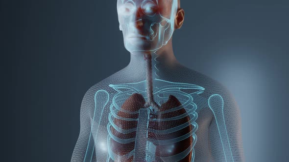 Anatomy of Lungs in Male Body