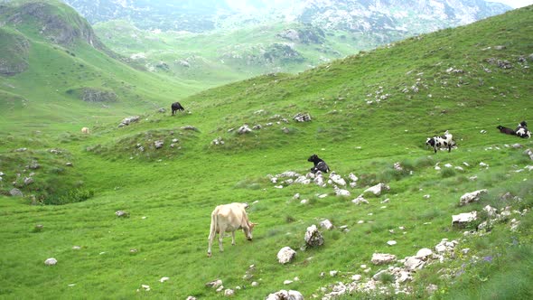 Cows Lie in a Pasture and Graze in a Green Valley