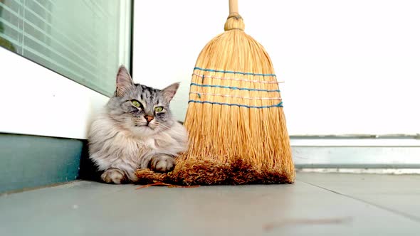 Cat with green eyes, fluffy fur, Maine Coon breed, playful mood, space for text