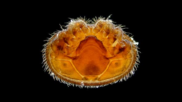 Parasitic Mite Varroa Under the Microscope. Lives on Apis Honey Bees, Causing Varroatosis.