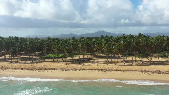 Wild Tropical Coastline with Coconut Palm Trees and Turquoise Caribbean Sea