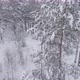 Winter Has Come In The Forest - VideoHive Item for Sale