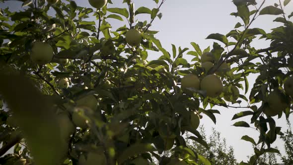 Tight shot focusing on some backlit golden delicious apples ripe on the tree in an orchard.