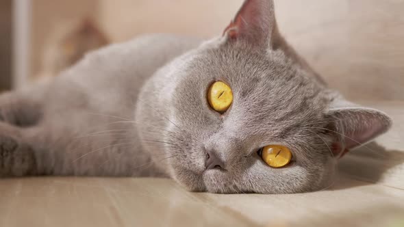 Beautiful Face of a Lying British Gray Cat on Floor with Wide Open Brown Eyes