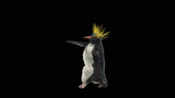 Penguin Dancing HD