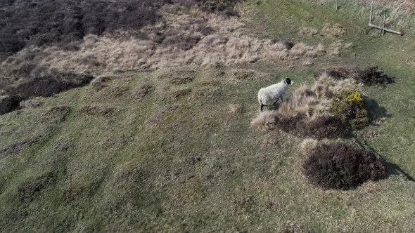 A Lonk Sheep Roaming Around The Heather Upland In North York Moors National Park Within The Bounds O