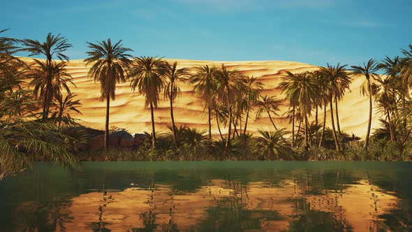 Green Oasis with Pond in Sahara Desert