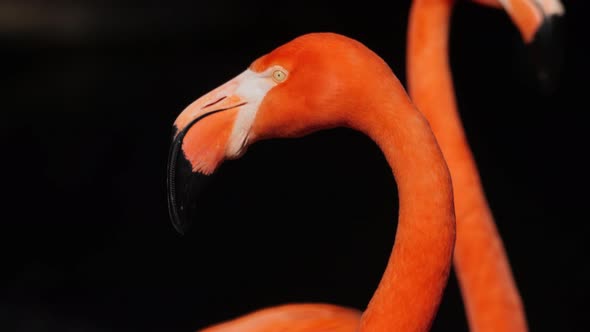 Flamingo