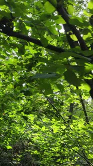 Vertical Video of a Beautiful Natural Landscape in the Forest During the Day