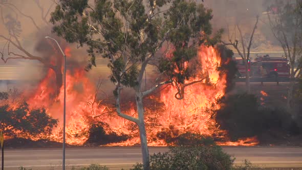 Brush Fire Los Angeles