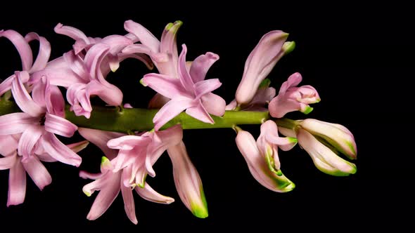 Pink Hyacinth Flower Buds Blooming on a Black Background in Timelapse. Perfect Spring Plant Grows