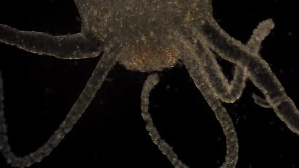 Microscopic Hydra moves its tentacles to catch prey.