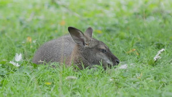 Bennett's Tree-kangaroo Lying on Grass. Dendrolagus Bennettianus Grazing in the Meadow.