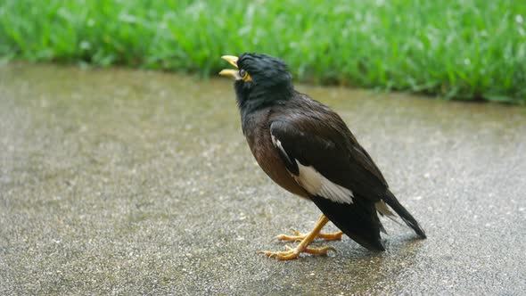 Vocal Common Indian Myna Bird Squarks In The Rain