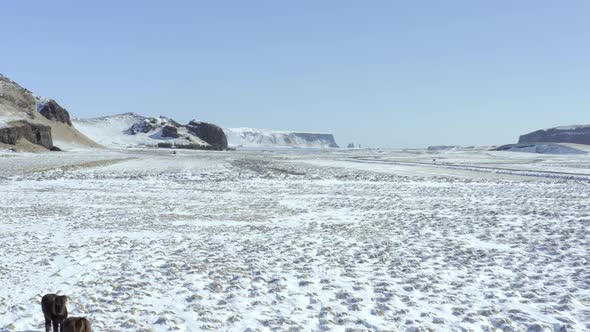 Icelandic Horses in Snowy Conditions With Beautiful Iceland Landscape