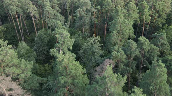 Trees in the Forest During the Day