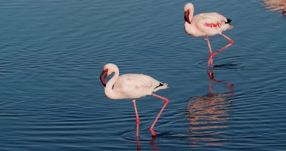 Beautiful pink flamingos in shallow waters near Walvis Bay shore, 4k