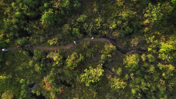 Group of travelers wander the green forest along a winding road one after the other at sunset - a di