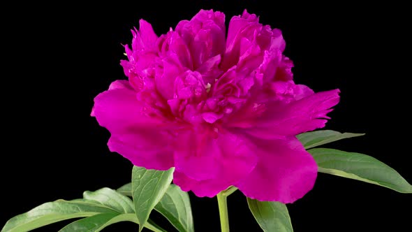 Time Lapse of Opening Beautiful Red Peony Flowers