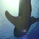 Big Whale Shark Swim Near Coral Reef - VideoHive Item for Sale