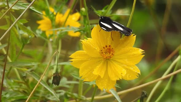 Butterfly closeup on yellow flower. Monarch Butterfly on yellow flower. Tiger Butterfly closeup view