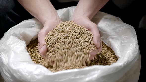 Human Hands Are Taking Malt From Bag, Grains Are Pouring Through Fingers, Close-up View