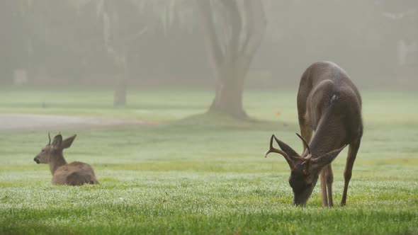 Two Wild Deers Male with Antlers and Female Grazing