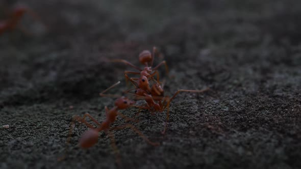 Red ant action walking in the nature