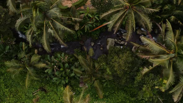 Stream flowing through lush evergreen jungle in Bali; aerial ascent