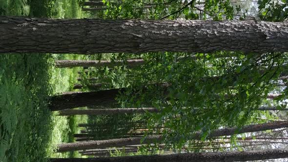 Vertical Video Aerial View Inside a Green Forest with Trees in Summer