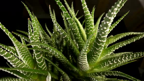 Green Succulent Leaves Rotating on an Isolated Black Background