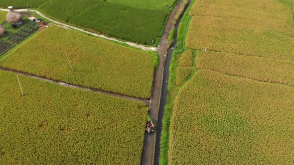 Aerial Shot of a Farmers on a Motorbike Driving Along a Path in the Middle of a Big Rice Field