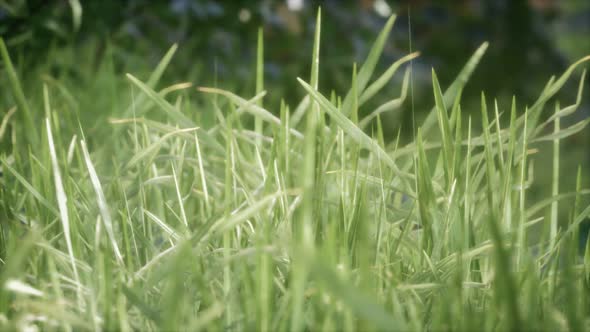 Fresh Green Grass on the Forest