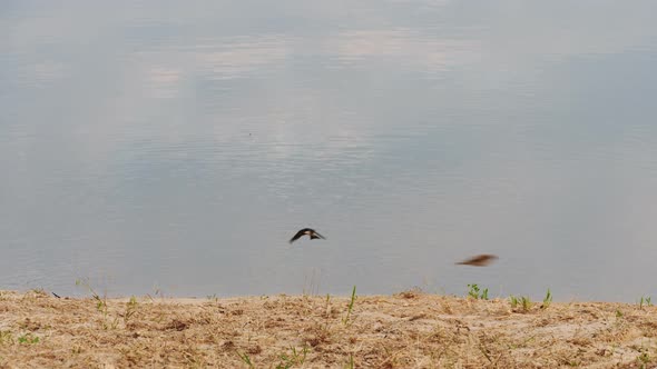 A Flock of Swallow Birds Fly Over the Surface of the Lake Water