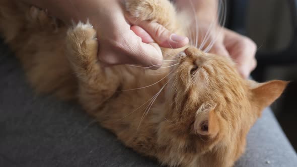Cute Ginger Cat Lying on Woman's Knees. Woman Strokes Fluffy Pet, It Bites Playfully. Cozy Morning