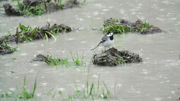 Rain on a river with bird