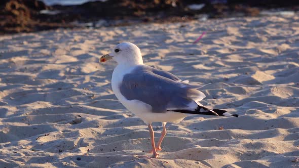 Gull Walks the Sand and Looks for Food on the Seashore