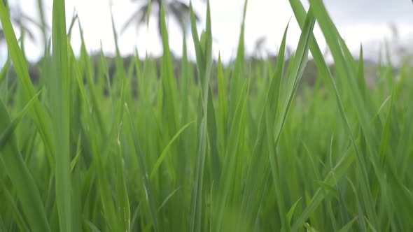 Green Blades Of Grass In Bali