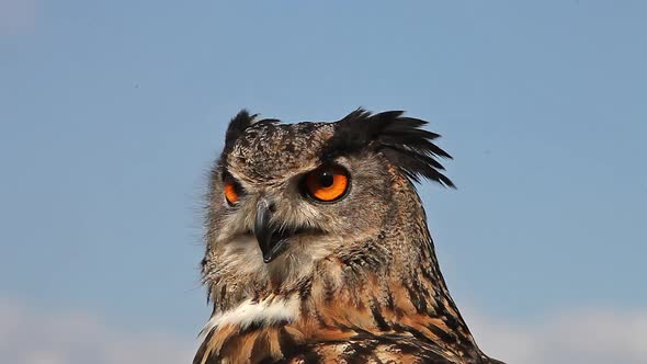 750087 European Eagle Owl, asio otus, Portrait of Adult Looking around, Real Time