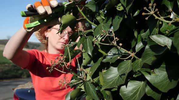 Female gardener pruning bush with garden shears