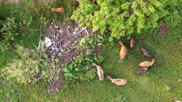 Group of cows grazing grass beside rubbish dump